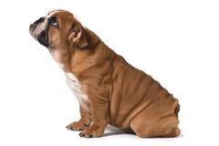 English bulldog, sitting sideways on a white background and looking up stock photo English bulldog, sitting sideways on a white background and looking up stock photo