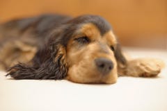 English Cocker Spaniel sleeping Royalty Free Stock Image English Cocker Spaniel sleeping Royalty Free Stock Image