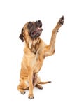 English Mastiff Dog High Five Royalty Free Stock Photo English Mastiff Dog High Five Royalty Free Stock Photo