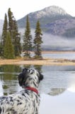 English Setter Bird Dog Looking Across a Lake. English setter bird dog in foreground looking across a mountain lake stock photo English Setter Bird Dog Looking Across a Lake. English setter bird dog in foreground looking across a mountain lake stock photo