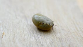 Engorged van bloed harde tik ligt op zijn rug stock footage Engorged van bloed harde tik ligt op zijn rug stock footage