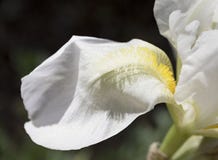 Enig Bloemblaadje van Witte Iris Flower stock afbeelding Enig Bloemblaadje van Witte Iris Flower stock afbeelding