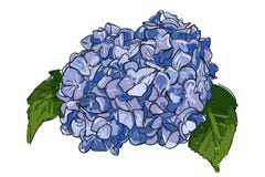 Enige hand getrokken blauwe lilac hydrangea hortensia op witte achtergrond De zomer Uitstekende Bloeiende Hydrangea hortensia, ha vector illustratie Enige hand getrokken blauwe lilac hydrangea hortensia op witte achtergrond De zomer Uitstekende Bloeiende Hydrangea hortensia, ha vector illustratie