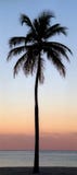 Enige kokosnotenpalm royalty-vrije stock foto Enige kokosnotenpalm royalty-vrije stock foto