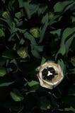 Enige tulp in een groen bed Royalty-vrije Stock Foto Enige tulp in een groen bed Royalty-vrije Stock Foto