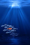 Enjambre de los pescados - individualismo Imagenes de archivo Enjambre de los pescados - individualismo Imagenes de archivo