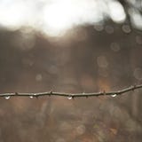 Enkel Bokeh taggig filial på en vinterdag arkivfoton Enkel Bokeh taggig filial på en vinterdag arkivfoton