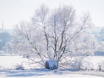 Enkelt träd som täckas i frost och snö III arkivfoton Enkelt träd som täckas i frost och snö III arkivfoton
