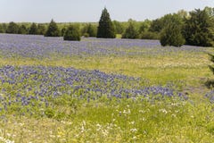 Ennis Teksas Bluebonnet pole na gospodarstwie rolnym fotografia stock Ennis Teksas Bluebonnet pole na gospodarstwie rolnym fotografia stock