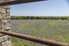 Ennis Texas Bluebonnet Field sull'azienda agricola immagini stock libere da diritti Ennis Texas Bluebonnet Field sull'azienda agricola immagini stock libere da diritti