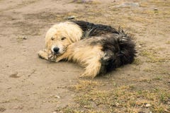 Enormer Hund müde und niederlegen, um stillzustehen stockfotografie Enormer Hund müde und niederlegen, um stillzustehen stockfotografie