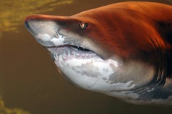 Enormous Shark Stock Photo Enormous Shark Stock Photo