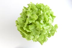 Ensalada verde de la verdura del roble Imágenes de archivo libres de regalías Ensalada verde de la verdura del roble Imágenes de archivo libres de regalías