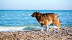 Ensam hund på stranden som söker efter ägaren Ensam hund på stranden som söker efter ägaren