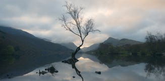 Ensamt träd på Llyn Padarn royaltyfria foton Ensamt träd på Llyn Padarn royaltyfria foton