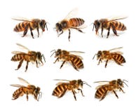 Ensemble d'abeille d'isolement sur le fond blanc image stock Ensemble d'abeille d'isolement sur le fond blanc image stock