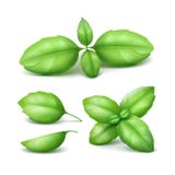 Ensemble de Basil Leaves vert sur le fond illustration libre de droits Ensemble de Basil Leaves vert sur le fond illustration libre de droits