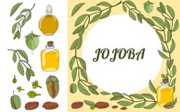 Ensemble de couleur de vecteur d'éléments de drawnjojoba de main illustration de vecteur Ensemble de couleur de vecteur d'éléments de drawnjojoba de main illustration de vecteur