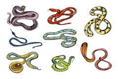 Ensemble de divers vipère, cobra et autre de serpent Serpent tiré par la main coloré de collection Illustration de vecteur illustration de vecteur Ensemble de divers vipère, cobra et autre de serpent Serpent tiré par la main coloré de collection Illustration de vecteur illustration de vecteur