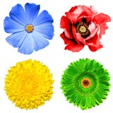 Ensemble de 4 en fleurs 1 : chrysanthème jaune, gerbera vert, primevère bleue et fleur rouge de pavot d'isolement photographie stock libre de droits Ensemble de 4 en fleurs 1 : chrysanthème jaune, gerbera vert, primevère bleue et fleur rouge de pavot d'isolement photographie stock libre de droits