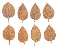 Ensemble de feuilles d'or d'isolement sur le fond blanc Usines peintes à la main photographie stock Ensemble de feuilles d'or d'isolement sur le fond blanc Usines peintes à la main photographie stock