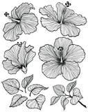 Ensemble de fleur de ketmie Image libre de droits Ensemble de fleur de ketmie Image libre de droits