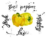 Ensemble de paprika jaune de vecteur Peinture tirée par la main d'aquarelle sur le fond blanc, illustration d'aliment biologique illustration de vecteur Ensemble de paprika jaune de vecteur Peinture tirée par la main d'aquarelle sur le fond blanc, illustration d'aliment biologique illustration de vecteur