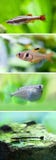 Ensemble de poissons d'eau douce d'aquarium Poissons blancs de vairon de montagne de nuage, Rosy Tetra, corps heavily-keeled vola photographie stock Ensemble de poissons d'eau douce d'aquarium Poissons blancs de vairon de montagne de nuage, Rosy Tetra, corps heavily-keeled vola photographie stock