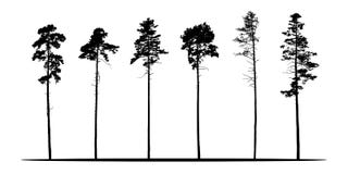 Ensemble de silhouettes réalistes de vecteur des arbres coniféres - isolat illustration libre de droits Ensemble de silhouettes réalistes de vecteur des arbres coniféres - isolat illustration libre de droits