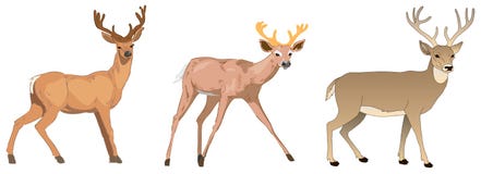 Ensemble de vecteur de cerfs communs mignons de bande dessinée Champignons, baies et feuilles Cerfs communs de bébé de vecteur Il illustration de vecteur Ensemble de vecteur de cerfs communs mignons de bande dessinée Champignons, baies et feuilles Cerfs communs de bébé de vecteur Il illustration de vecteur