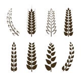 Ensemble de vecteur d'icônes de blé, symboles de grain, collection différente de formes, éléments noirs de conception d'isolement illustration libre de droits Ensemble de vecteur d'icônes de blé, symboles de grain, collection différente de formes, éléments noirs de conception d'isolement illustration libre de droits