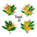 Ensemble floral de vecteur tropical illustration de vecteur Ensemble floral de vecteur tropical illustration de vecteur