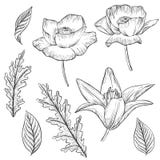 Ensemble floral de vecteur de vintage illustration de vecteur Ensemble floral de vecteur de vintage illustration de vecteur