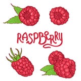 Ensemble tiré par la main de framboise d'isolement sur le fond blanc illustration de vecteur Ensemble tiré par la main de framboise d'isolement sur le fond blanc illustration de vecteur
