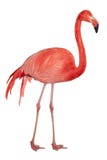 Entalhe americano do flamingo fotos de stock royalty free Entalhe americano do flamingo fotos de stock royalty free