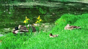 Ente auf dem Gras lizenzfreie stockfotos Ente auf dem Gras lizenzfreie stockfotos