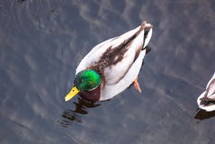Ente im Wasserweilewinter stockbilder Ente im Wasserweilewinter stockbilder