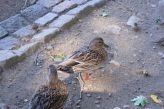 Enten, die draußen gehen Lizenzfreie Stockfotos Enten, die draußen gehen Lizenzfreie Stockfotos