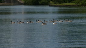 Enten, die unten den See sorglos rollen lizenzfreies stockbild Enten, die unten den See sorglos rollen lizenzfreies stockbild