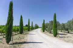 Entrada rural del camino al viñedo y a las tierras de labrantío orgánicas de los árboles del aceite de oliva, árboles de pino imp foto de archivo libre de regalías Entrada rural del camino al viñedo y a las tierras de labrantío orgánicas de los árboles del aceite de oliva, árboles de pino imp foto de archivo libre de regalías