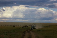 Entraînement par un groupe des gnous et du zèbre en Tanzanie photos stock Entraînement par un groupe des gnous et du zèbre en Tanzanie photos stock