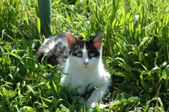 Entspannen Sie sich Katze Lizenzfreie Stockfotos Entspannen Sie sich Katze Lizenzfreie Stockfotos