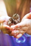 Enviroment protection. Chick gulls in the hands of women Stock Photography Enviroment protection. Chick gulls in the hands of women Stock Photography
