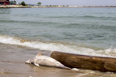 Environmental problem dolphins are dying
