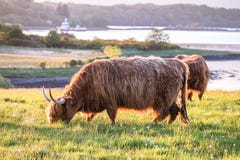 Enxame dos midges que atacam vacas das montanhas fotos de stock Enxame dos midges que atacam vacas das montanhas fotos de stock
