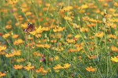 Enxames da borboleta na flor amarela do cosmos do enxofre foto de stock Enxames da borboleta na flor amarela do cosmos do enxofre foto de stock