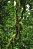 Epiphytes, заводы растя на других заводах, преуспевет во влажной окружающей среде в запасе леса облака Monteverde стоковые фото Epiphytes, заводы растя на других заводах, преуспевет во влажной окружающей среде в запасе леса облака Monteverde стоковые фото
