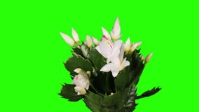 Epiphytic cactus. White schlumbergera flower buds green screen, FULL HD. (Schlumbergera Bridgesii) stock video Epiphytic cactus. White schlumbergera flower buds green screen, FULL HD. (Schlumbergera Bridgesii) stock video