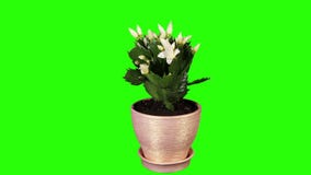 Epiphytic Kaktus. Weiße Schlumbergerablumenknospen grünen Schirm, VOLLES HD. (Schlumbergera Bridgesii) stock footage Epiphytic Kaktus. Weiße Schlumbergerablumenknospen grünen Schirm, VOLLES HD. (Schlumbergera Bridgesii) stock footage