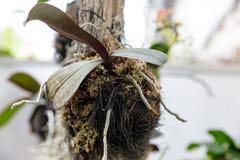 Epiphytic plants attached to trees stock photos Epiphytic plants attached to trees stock photos